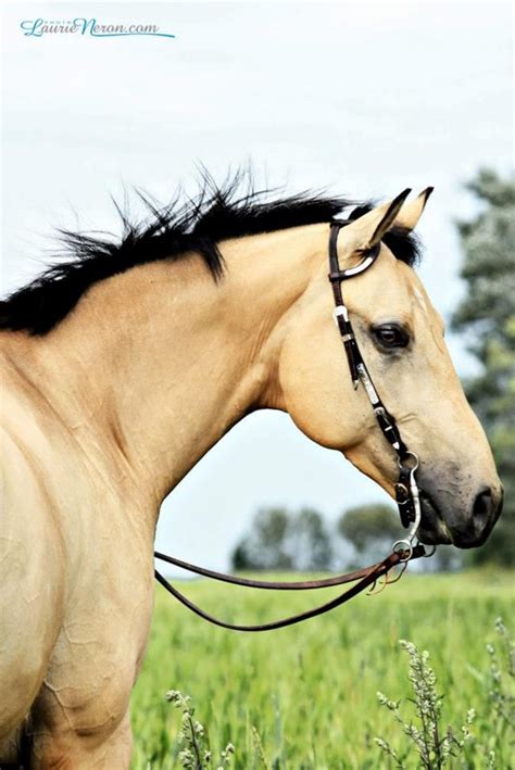 Buckskin Quarter Horse For Sale Near Me / "Shorty" - Quarter Horse Mare ...