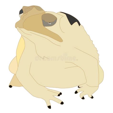 Toad 1 stock vector. Illustration of cute, isolated, amphibian - 46367782