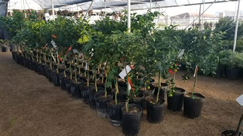 Texas Fruit Tree Nurseries | Fruit Trees