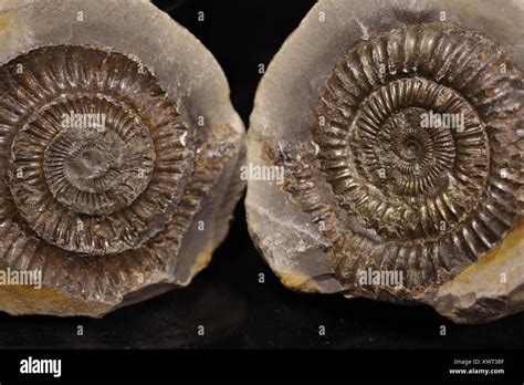 Ammonite Fossil, Extinct Cephalopod Species. Biological Evolution and Geological Preservation ...