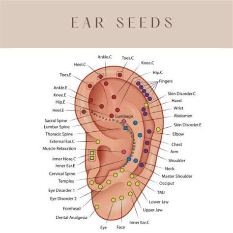 Ear Seed Instructions — Calgary Acupuncture Collective | Acupuncture | Cupping | Fertility | No ...