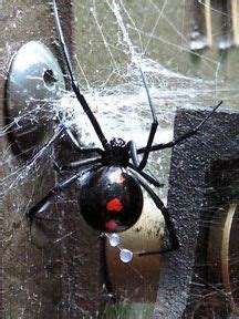 Black button spider - South Africa | Spider, South africa, Africa