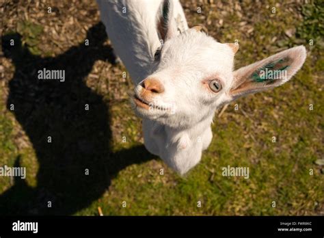 Newborn Animal Albino Goat Explores Taking A Break to Look Up At You ...