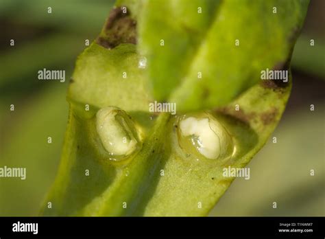 Newt eggs hi-res stock photography and images - Alamy