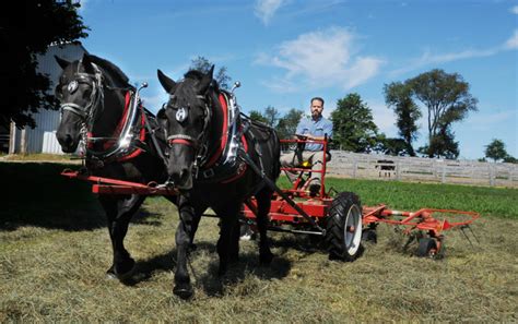 Farming with Draft Horses | Amethyst Farm