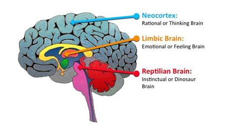 Memahami Otak Reptil, Sistem Limbik, dan Neokorteks pada Manusia | Bramardianto.com