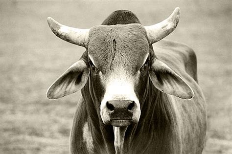 670+ Brahman Bull Stock Photos, Pictures & Royalty-Free Images - iStock