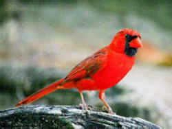 North Carolina State Bird: Cardinal aka Winter Redbird