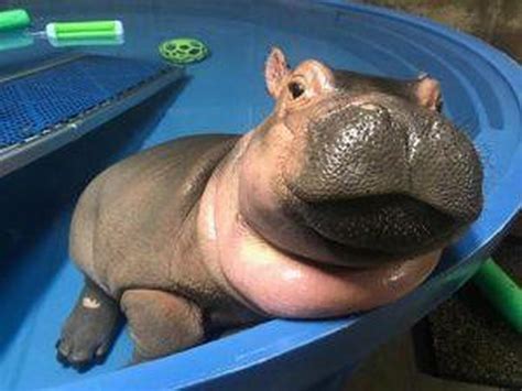 Show off that chin - Baby Fiona the Hippo: Cincinnati Zoo pictures - Pictures - CBS News