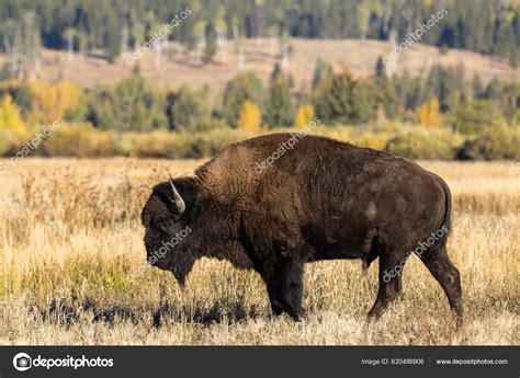 Bison Grand Teton National Park Wyoming Autumn Stock Photo by ...