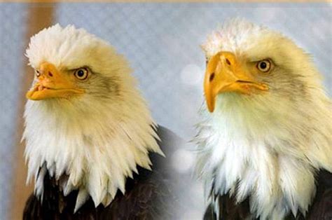 Beauty and the Beak: A Bald Eagle Rescue Story | Birds & Blooms