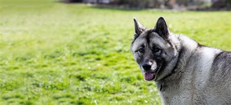 Norwegian Elkhound Adoption: Norwegian Elkhound Puppies For Sale and ...