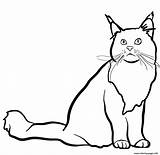 Maine Coon Cat Coloring page Printable sketch template