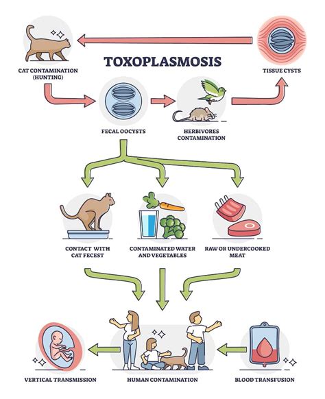 Toxoplasmosis Causes Symptoms And Treatment | The Best Porn Website