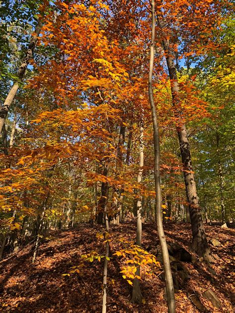 Fall in Rockefeller State Park Preserve - Marci Coleton | New york landscape, State parks, New ...