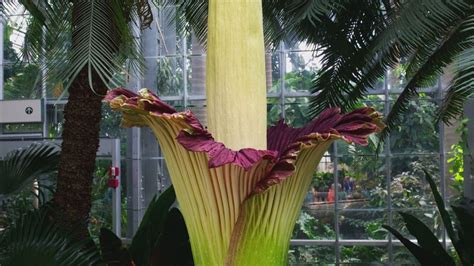 Verify: Why does the corpse flower smell so bad? | 12news.com