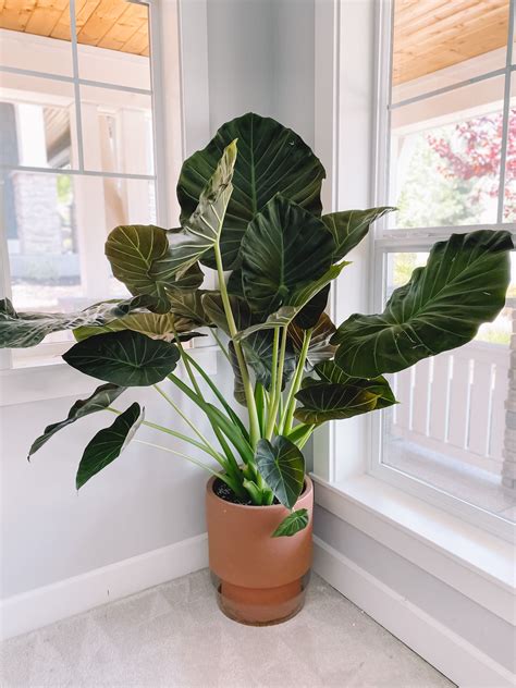 Elephant Ear Plant Care + Favorite Pots and Planters | Plant decor indoor, Plants, Alocasia plant
