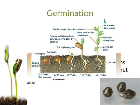 PPT - Seed Germination PowerPoint Presentation - ID:2030151