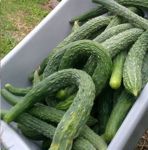 Heirloom Japanese Long Cucumber Cucumis Sativus - 20 Seeds