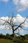 Dead Tree Free Stock Photo - Public Domain Pictures