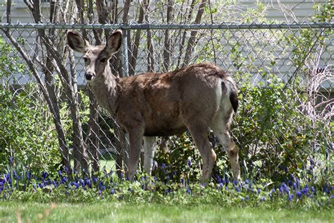 Urban Wildlife - Resource Concepts, Inc.