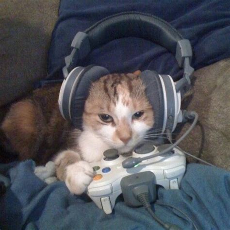 Sillay cat with headphones