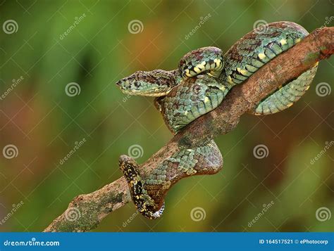 Malabar Pit Viper, Green Morph, Trimeresurus Malabaricus At Amboli ...