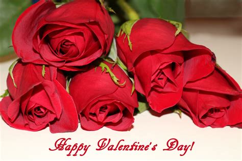 Happy Valentine's Day Red Roses Free Stock Photo - Public Domain Pictures