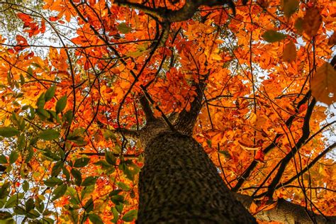 D.C.-area forecast: Top-notch November weather through Thursday before ...