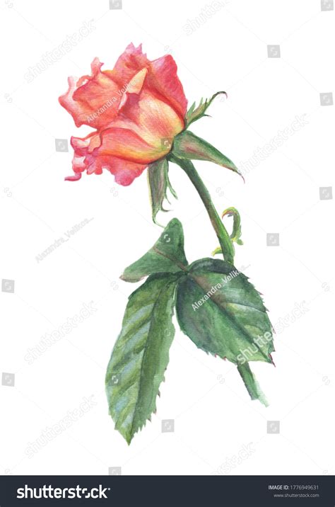 Watercolor Drawing Rose Flower Watercolor Watercolor Stock Illustration ...