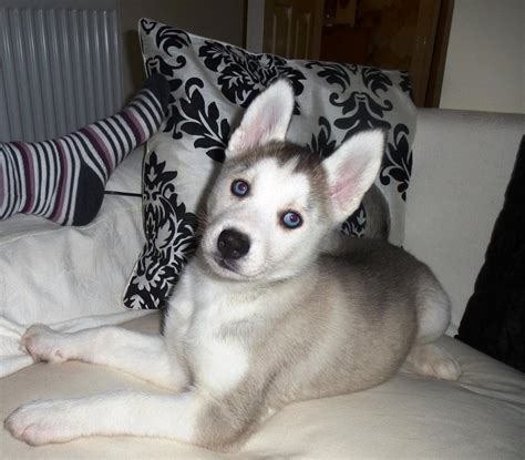 What Is Piebald?? - Husky General - Husky Owners - The Siberian Husky Forum