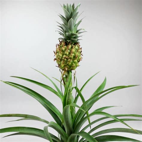 Pineapple Plant: Your Dwarf Ananas comosus | Bloombox Club