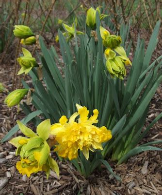 Musings of a Kentucky Gardener: Primitive Daffodil Mystery