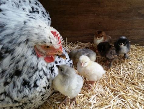 Efficiently Hatching Eggs with a Broody Chicken - Backyard Poultry