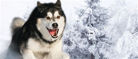 Siberian Husky Temperament | With Children | Howling