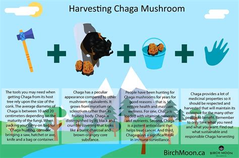 Harvesting Chaga Mushroom [Infographic]