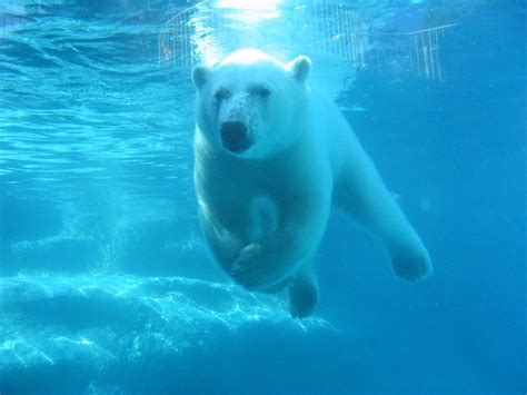 Images For > Polar Bear Swimming