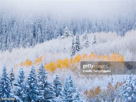 2,265 Aspen Trees Snow Stock Photos, High-Res Pictures, and Images ...