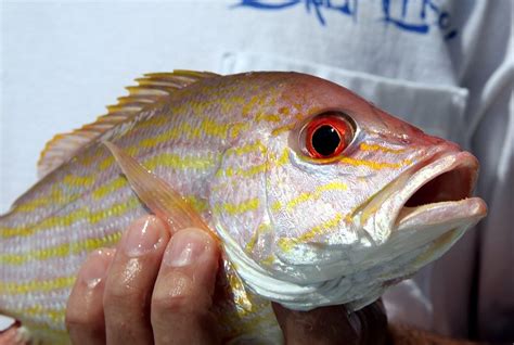 Lane Snapper — Fishing Florida Charters