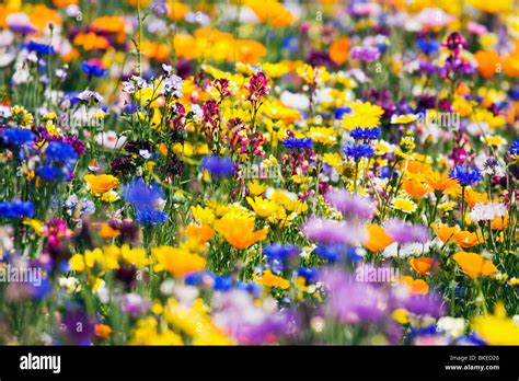 Wildflowers, Mount Hood, Oregon, Usa Stock Photo - Alamy