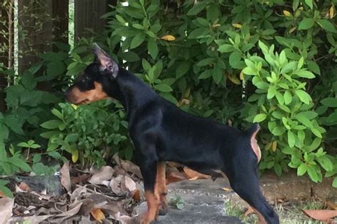 German Pinscher Puppies For Sale