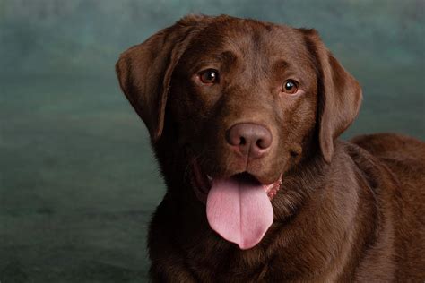 What Is A Chocolate Labrador Retriever