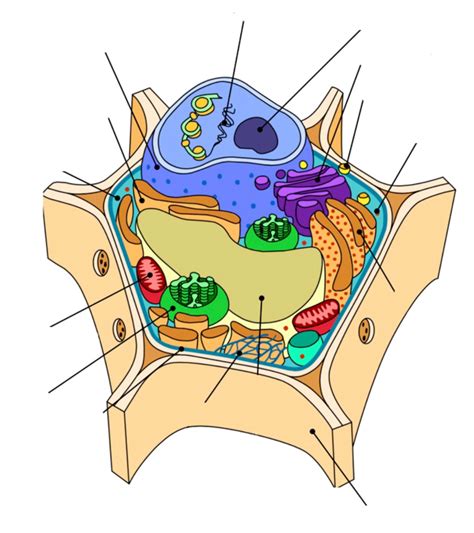 Biology 1 - Plant Cell Diagram Diagram | Quizlet