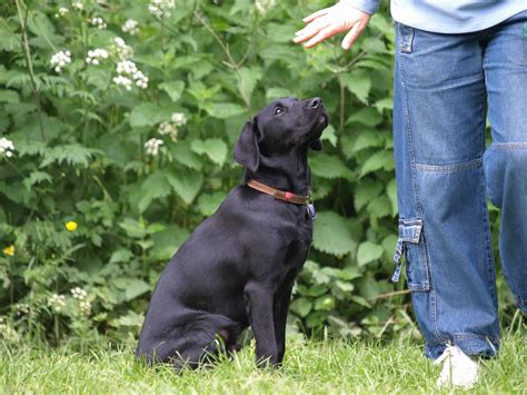 Hands off dog training formula | Dog Training