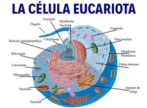 Células Eucariotas y Procariotas – Nicaragua Educa