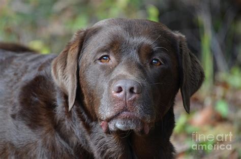 Chocolate Labrador Retriever Dog Face Photograph by DejaVu Designs ...