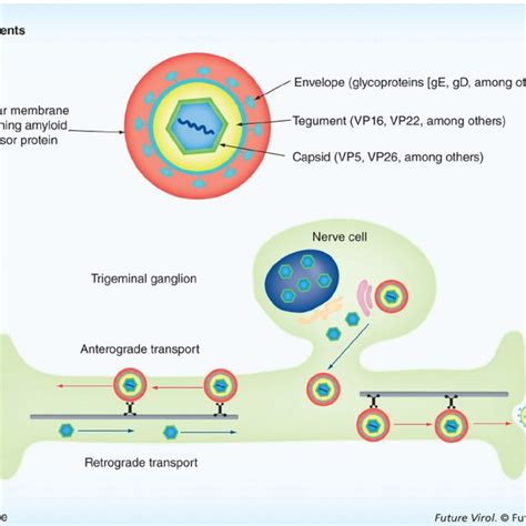 Schematics showing intracellular interactions between cellular amyloid... | Download Scientific ...