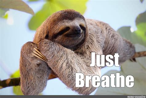 Create meme "three-toed sloths, sloth Wallpaper, sloth at the zoo ...