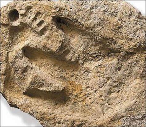 oopart, human footprint with dinosaur footprint | Ancient aliens, Ancient civilizations, Ancient ...