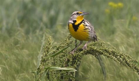 What is the State Bird of Nebraska? (And Their Facts)